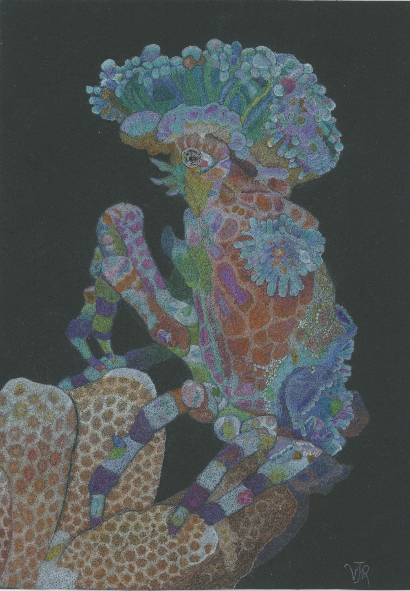 Decorator Crab