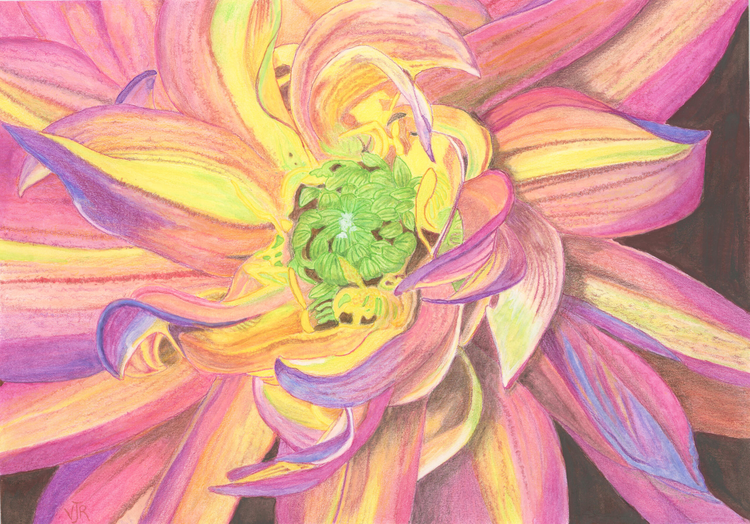 Dahlia