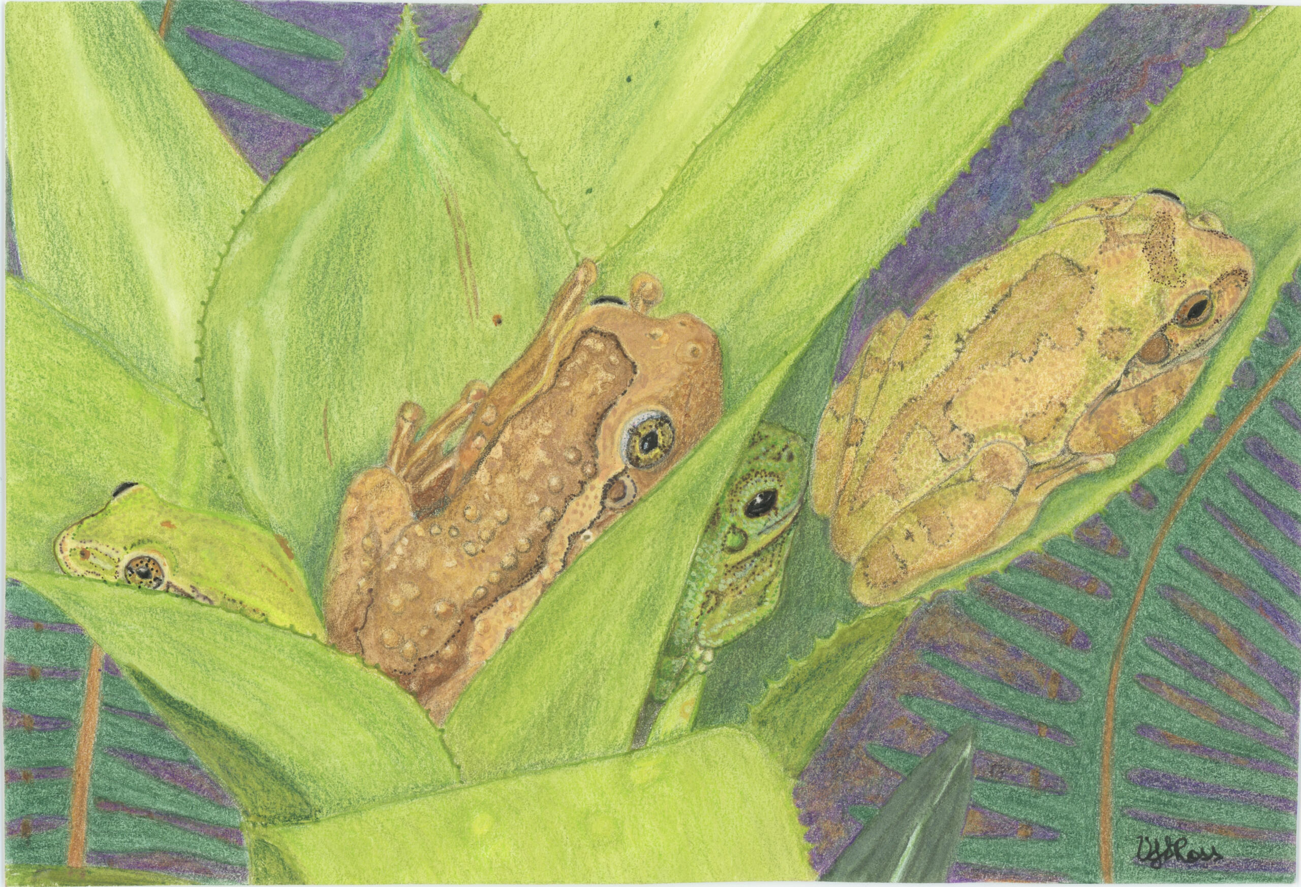 Four Frogs